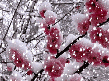 《七绝 · 花中四君子组诗八首》作者/孙士民（图2）