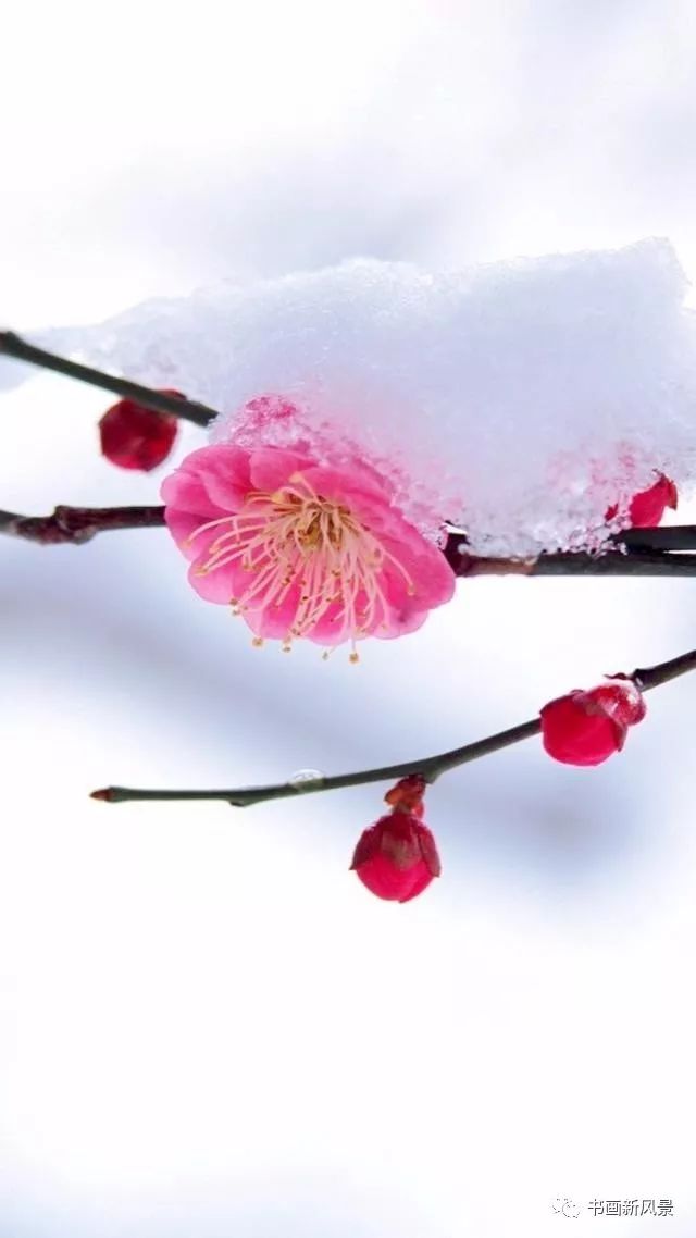 琼花（外一首）——作者:蒲公英——【思归客诗刊】征稿——都市头条（图3）
