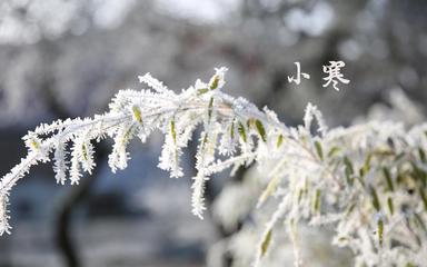 《小寒过后》作者:子楚【主播:铁魂】【桃源国际诗歌文化传媒】用声音传递温暖以诵读致敬人生♬（图5）