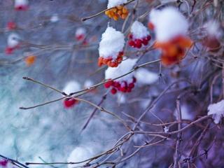 《冬天的温度》作者:雪原（吉林）主播:雪如玉【桃源国际诗歌文化传媒】用声音传递温暖以诵读致敬人生♬（图7）
