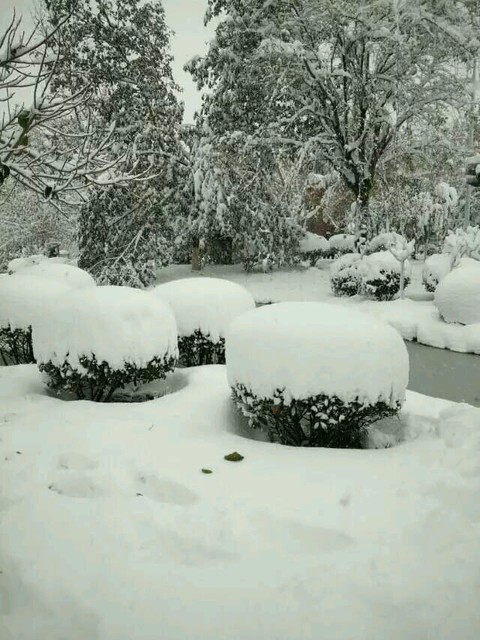 七绝·听雪（文/张华兴）……莲叶之珠文学社（图3）