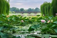 《静默是熟睡的莲花》作者:施宏【主播:清泉】【桃源国际诗歌文化传媒】用声音传递温暖以诵读致敬人生♬（图5）