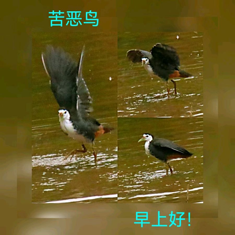 联机全球发布马洪武作品欣赏（图262）