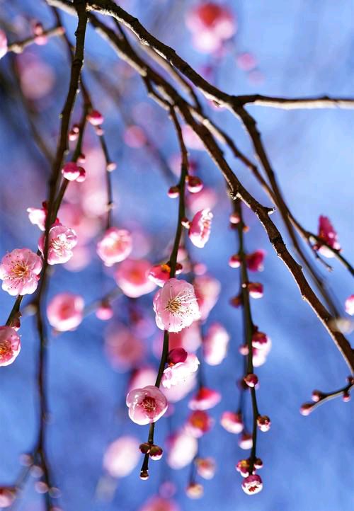 【新山东文学社】《等一朵梅绽放》作者/香香 主播/菊心拾雨（图5）