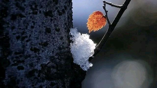 春之声朗诵【浅冬的阳光】作者/周丽华（图7）