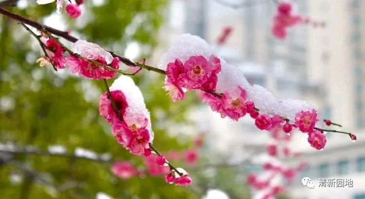 七绝～大寒（通韵）文／卫水居士 河北（图3）