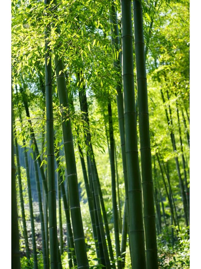 请欣赏白云翔老师的作品《这个夏天》主播/田心 编辑/海纳百川【第7418期】（图3）