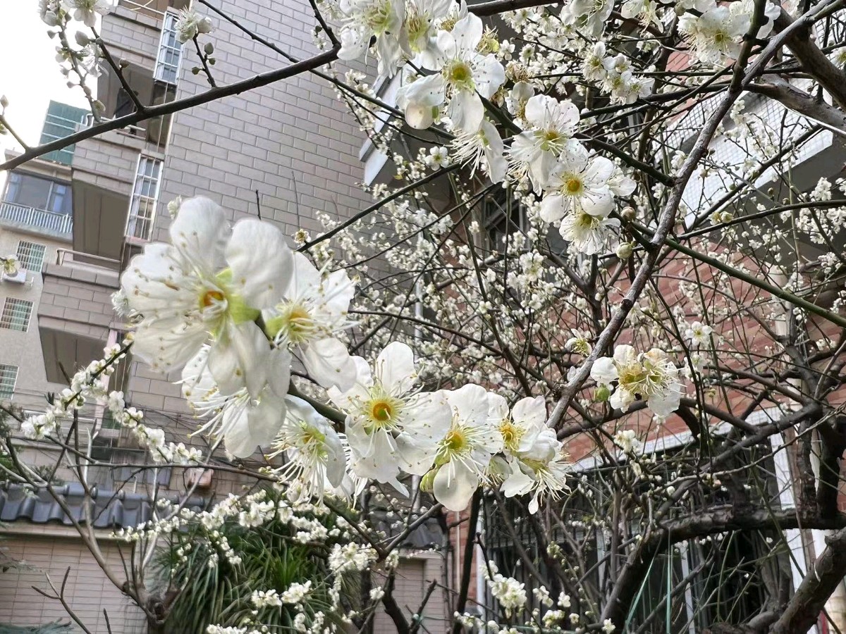 冰心文化传媒隆重推出 曾嵘〔广东〕橄榄树〔广东〕诗画诗集十四【冰心文化传媒】总编 冰心（图15）