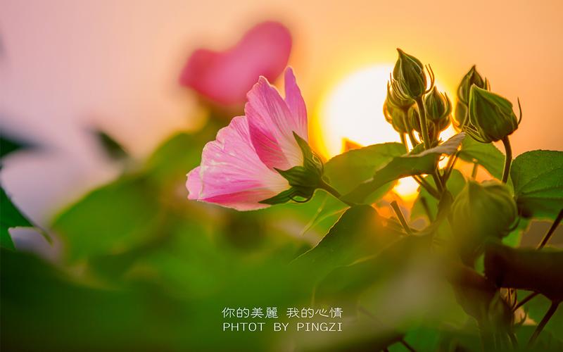 《贴近你》作者:听雨轩诗社群员（图17）