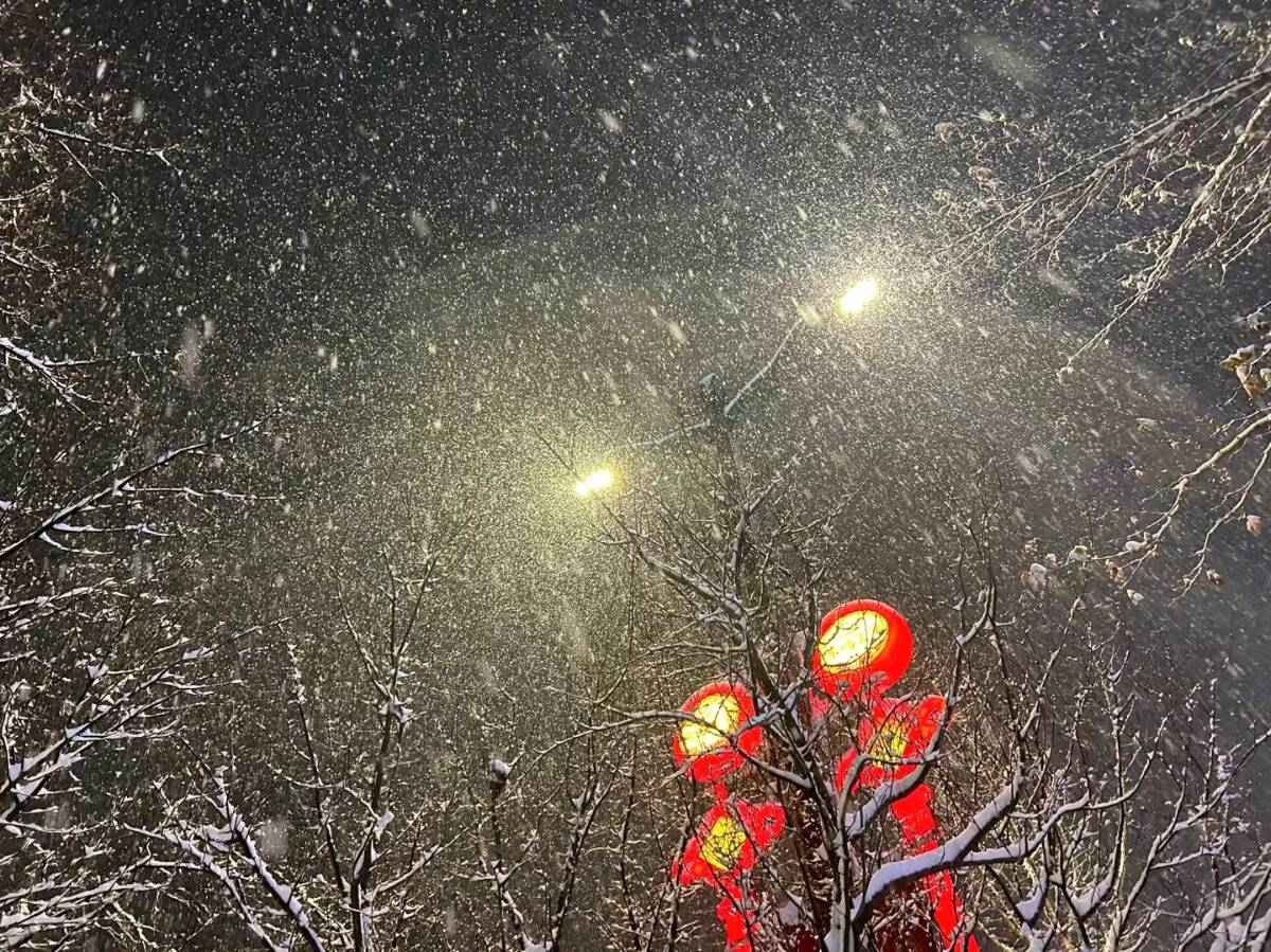 雪原里的夜行者（图2）