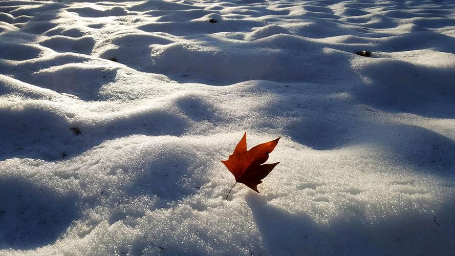 《雪的思想》作者:吴丽跃【主播:岁月静好】【中国现代诗歌文化传媒】徜徉诗的海洋聆听天籁之音♬（图5）
