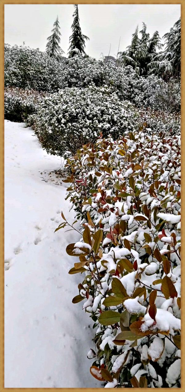 《雪之印》三则 文：觐石〔河南〕【冰心文化传媒】（图4）