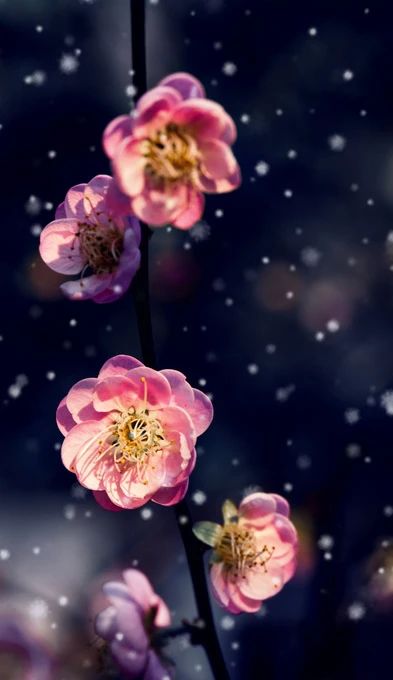老马朗诵【双向奔赴】作者/雷金钟（图7）