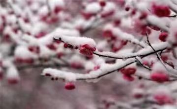 《雪的魅力》作者：赵荣（图12）