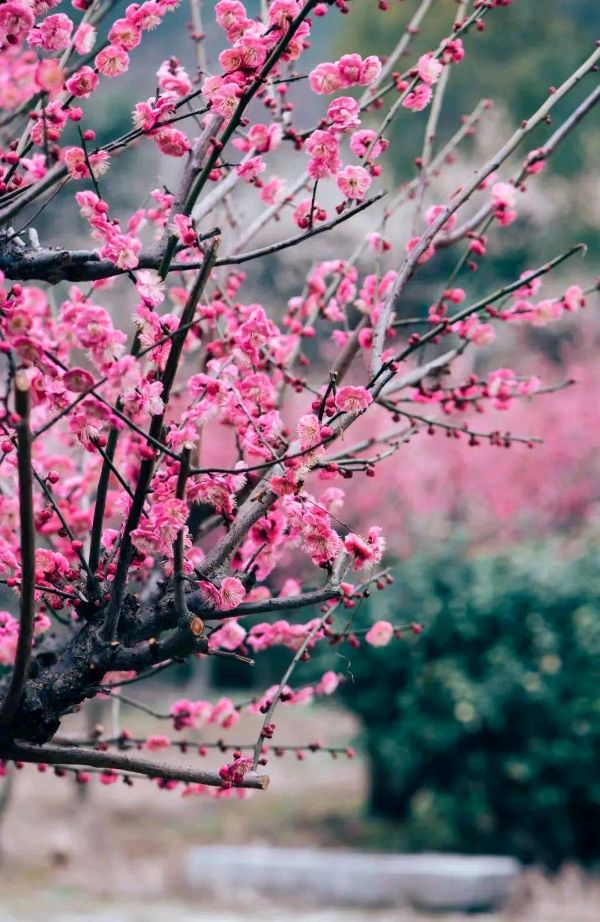 《九江文学社：北京头条》优秀高产诗人张维清先生近期诗歌集萃【总第1976期】（图5）