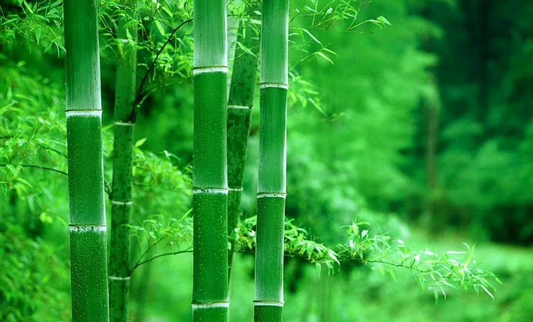 《咏竹》文/浓淡相宜（图3）