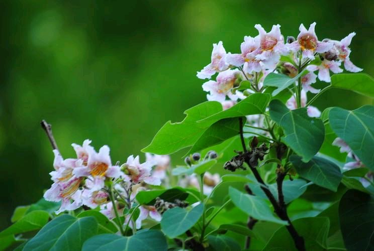 🌳最美生态散文集欣赏🌳《树下无言》厚朴(图4)