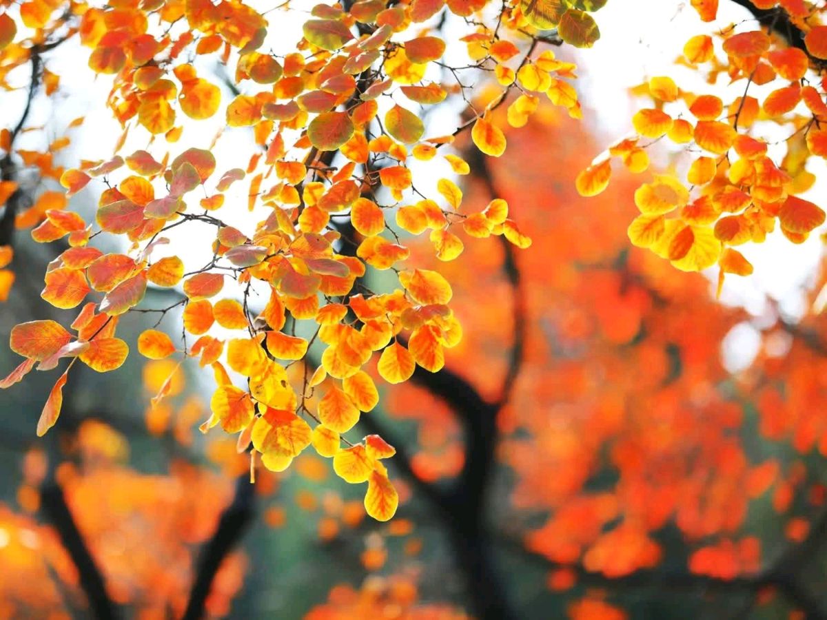 🌳最美生态散文集欣赏🌳《树下无言》厚朴(图7)