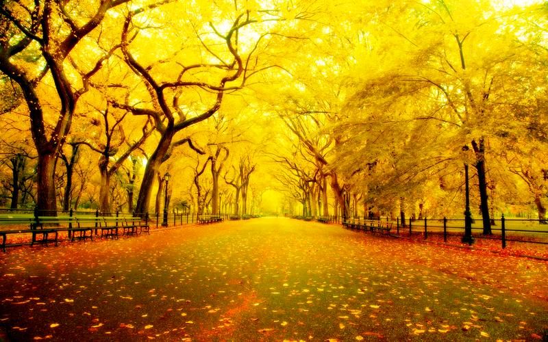 🌳最美生态散文集欣赏🌳《树下无言》厚朴(图6)
