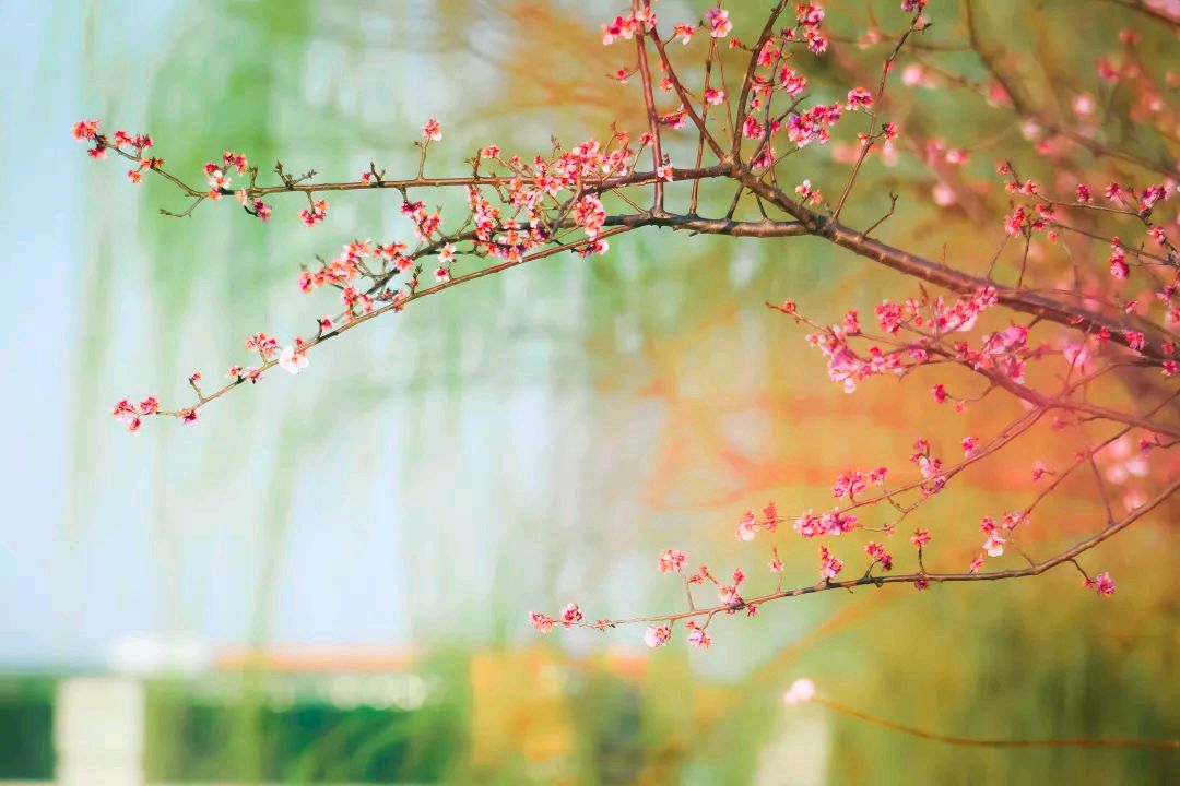 《待到春暖花开时》作者/天河 主播/朱风玲 主编/胡琴（图2）