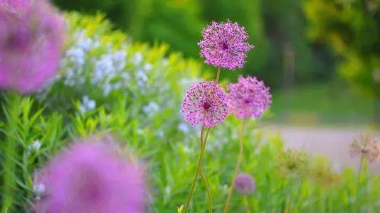 《待到春暖花开时》作者/天河 主播/朱风玲 主编/胡琴（图9）