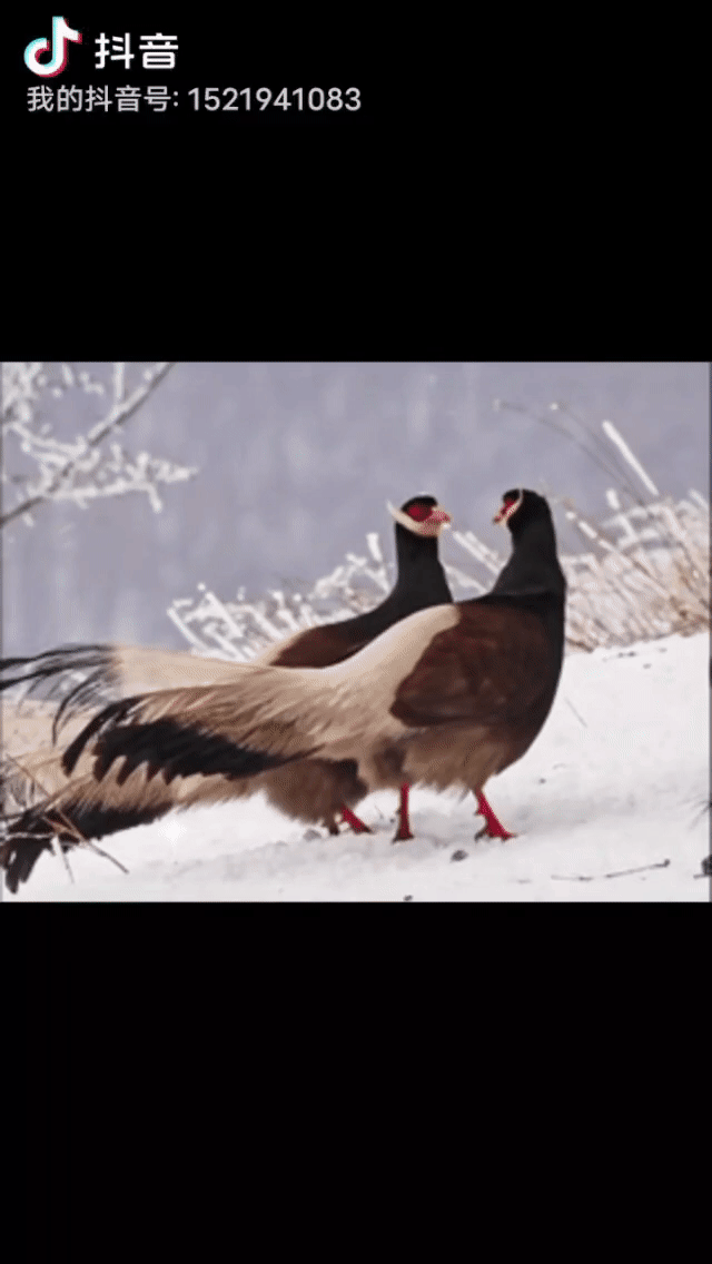 请欣林蔓老师演绎飘雪时节老师佳作/制作宋梅【中国长江文学社】有声文学平台【第7450期】（图2）