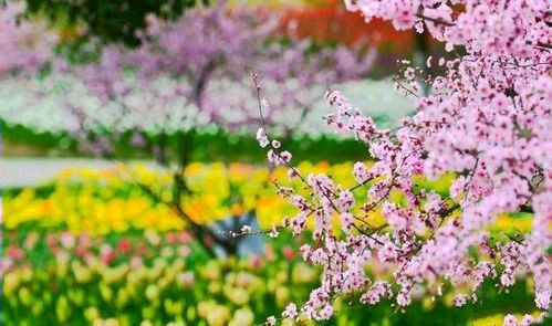 《待到春暖花开时》作者/天河 主播/朱风玲 主编/胡琴（图11）