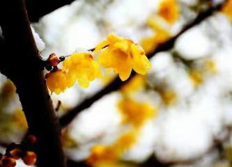 七绝·雪后赏腊梅(文/冯清明)……莲叶之珠文学社