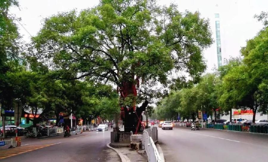 昨夜星辰昨夜雨(图7)
