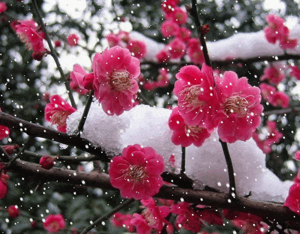 【九月茶韵文学诗社】作品2024—005《咏雪》外二首 作者红枫 主播阿梅 编辑制作刘林丽(图2)