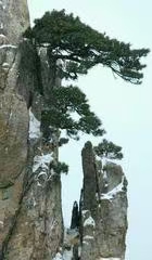 七律·岁暮情怀（文/冯清明）……莲叶之珠文学社