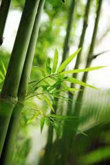 七律·岁暮情怀（文/冯清明）……莲叶之珠文学社（图3）