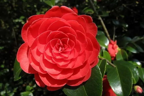 《梦中的山茶花》作者/星出而作 主播/馨园小主 主编/胡琴(图9)
