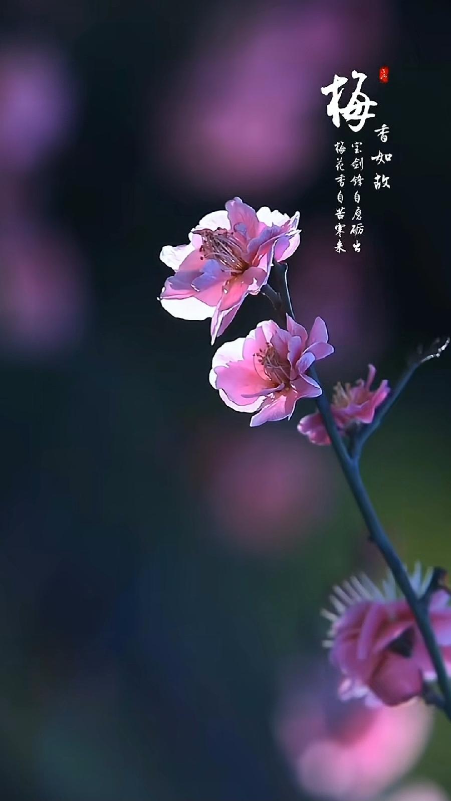 排律-五九迎春～诗||杨景儒（图9）