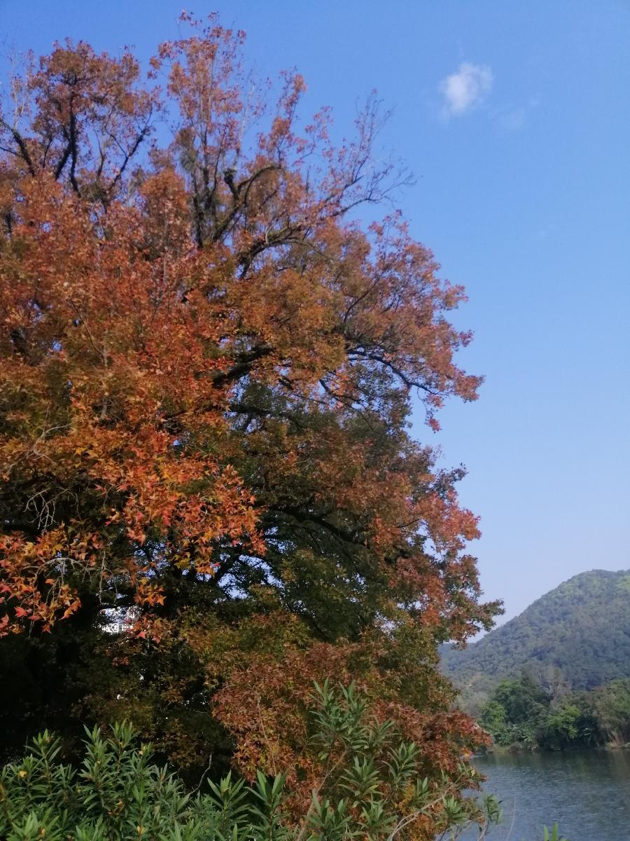 三棵枫和一片竹(散文)文/江冲