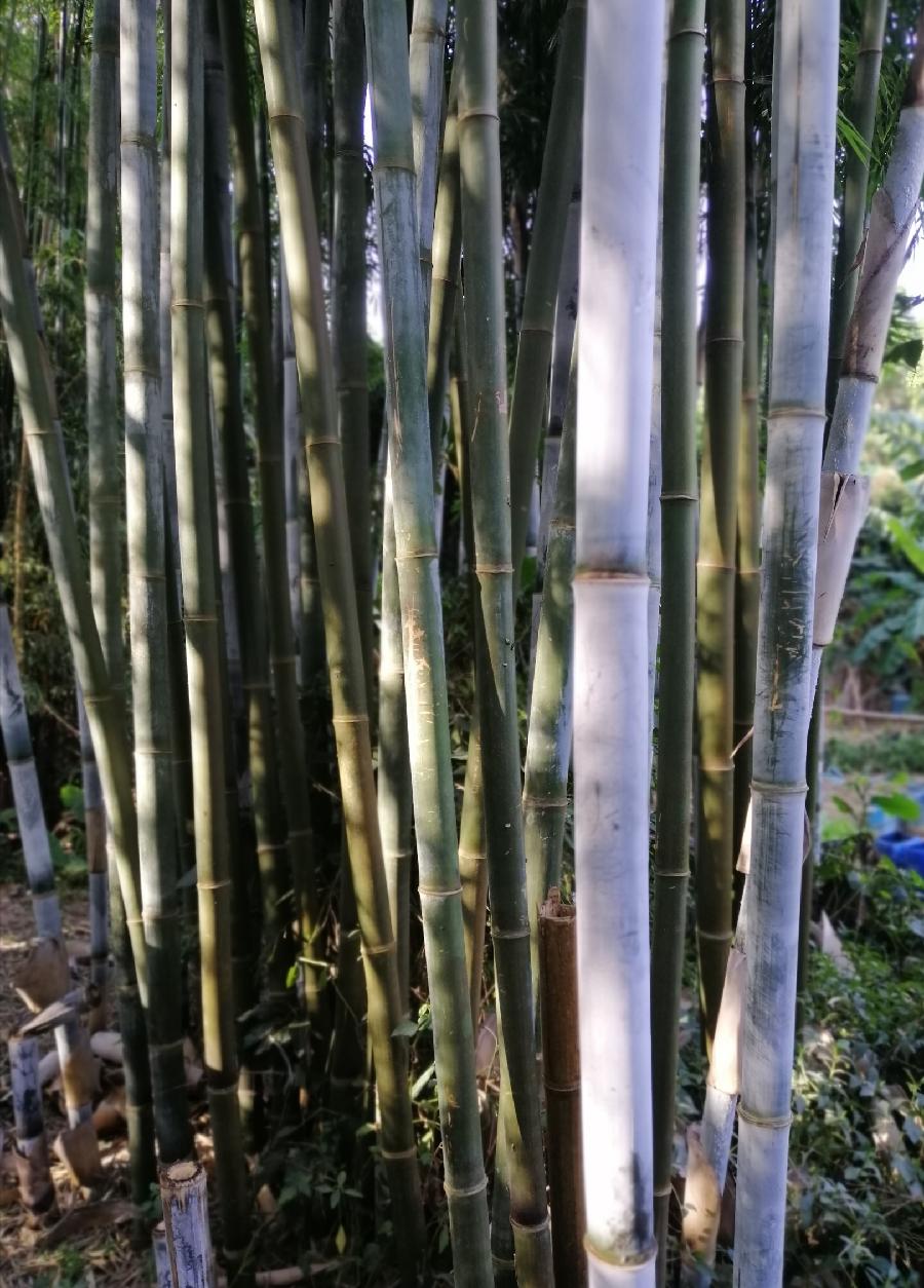 三棵枫和一片竹(散文)文/江冲(图11)