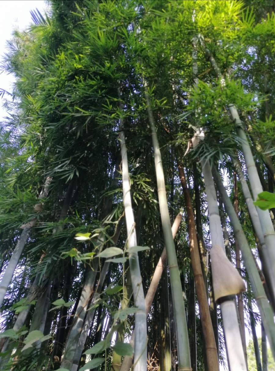 三棵枫和一片竹(散文)文/江冲(图10)