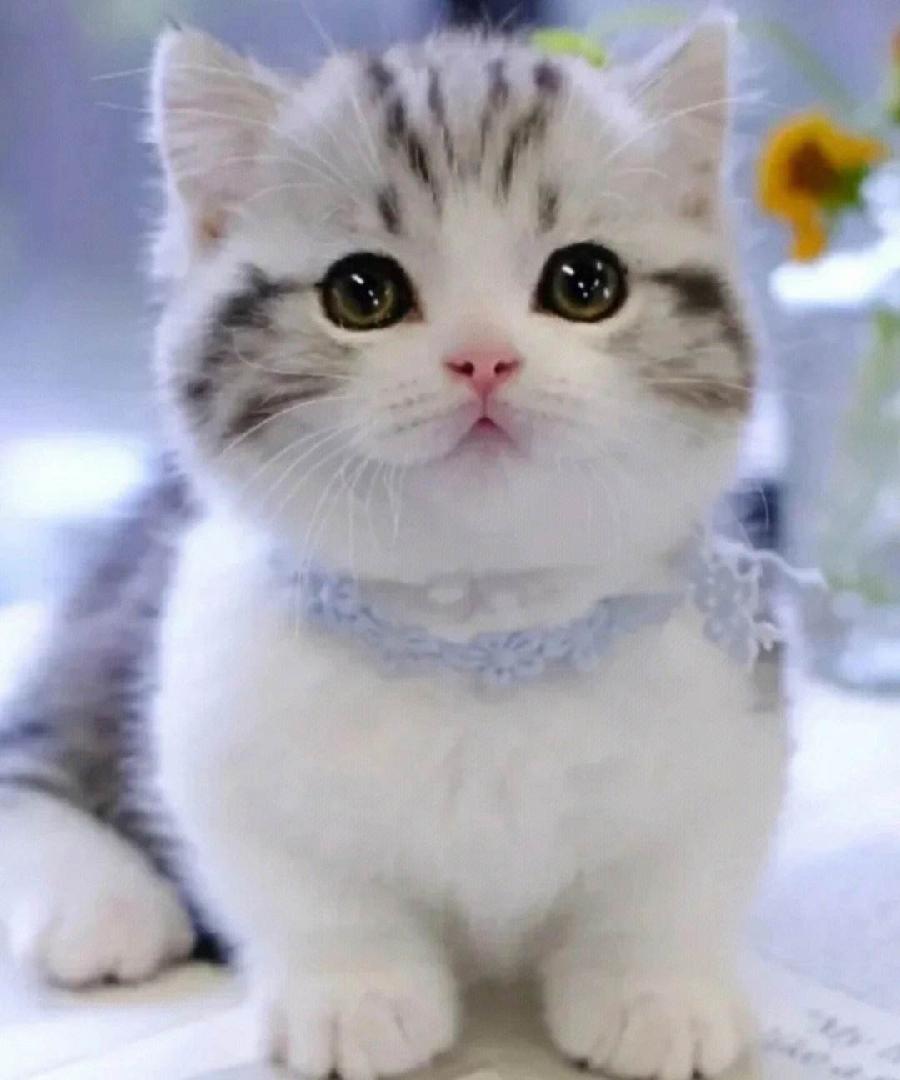 潜移默化小猫咪 文/莫柔