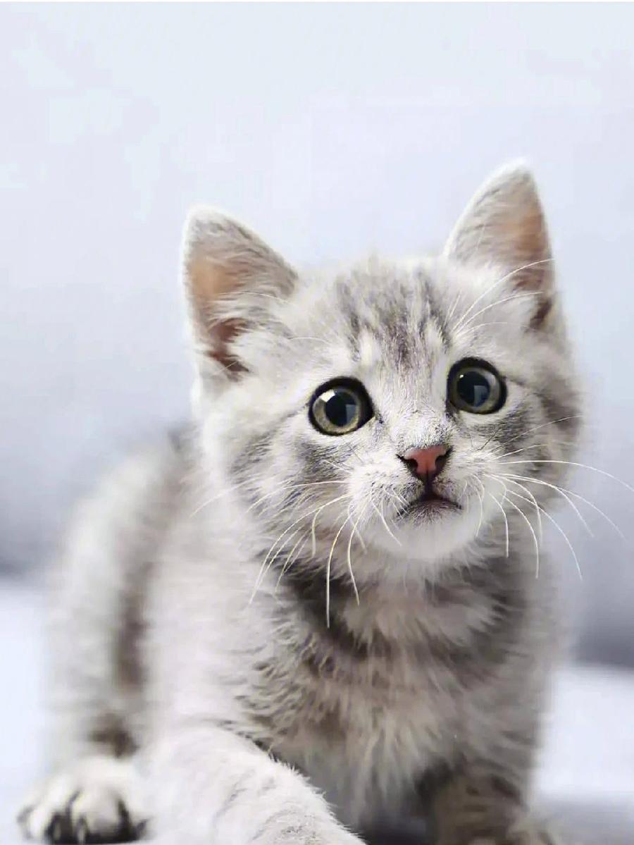 潜移默化小猫咪 文/莫柔(图5)