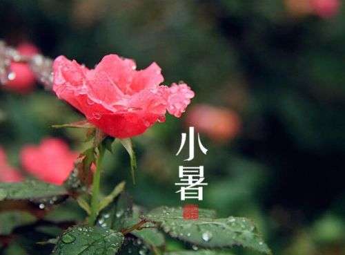 中华诗艺社黑龙江分社推荐/酒工:四季（图14）