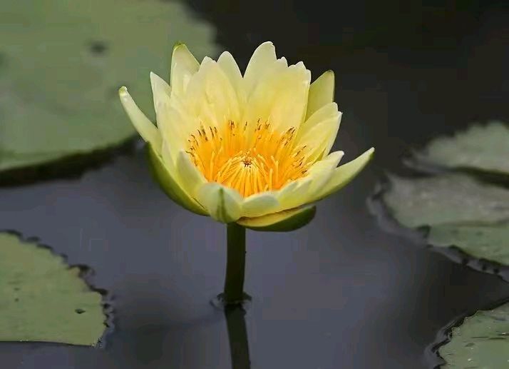 【荣耀中国】曹瑜老师题图诗第114期（图27）