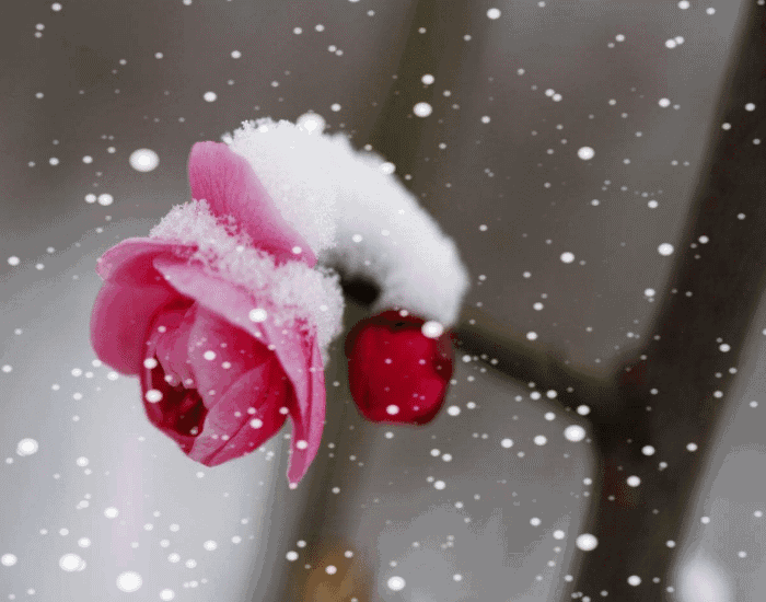 请欣赏王鑫老师的作品《雪梅竹·岁寒聚三友 》 外三首 主播//福音 编辑//海纳百川【第7489期】（图4）