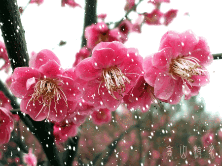 请欣赏王鑫老师的作品《雪梅竹·岁寒聚三友 》 外三首 主播//福音 编辑//海纳百川【第7489期】（图5）