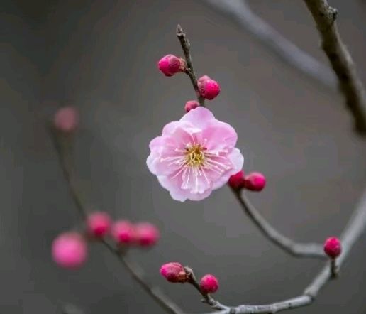春色入梦