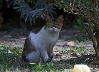 《流浪猫小叶子》3‖作者:狄安娜【主播:丹桂】【桃源国际诗歌文化传媒】用声音传递温暖以诵读致敬人生♬（图6）