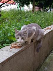 《流浪猫小叶子》3‖作者:狄安娜【主播:丹桂】【桃源国际诗歌文化传媒】用声音传递温暖以诵读致敬人生♬（图7）