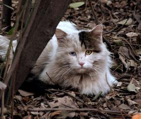 《流浪猫小叶子》3‖作者:狄安娜【主播:丹桂】【桃源国际诗歌文化传媒】用声音传递温暖以诵读致敬人生♬（图8）
