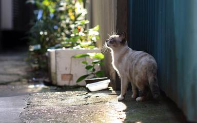 《流浪猫小叶子》3‖作者:狄安娜【主播:丹桂】【桃源国际诗歌文化传媒】用声音传递温暖以诵读致敬人生♬（图9）