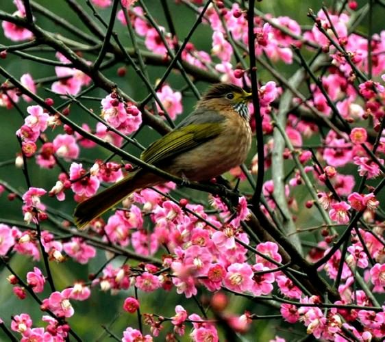 【冬韵抒怀】笨笨鼠//诗词七首[欣赏]（图9）