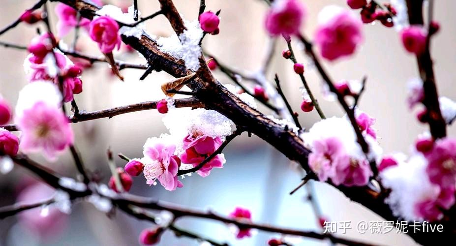 江南诗絮《梁雯.诗选》（图13）